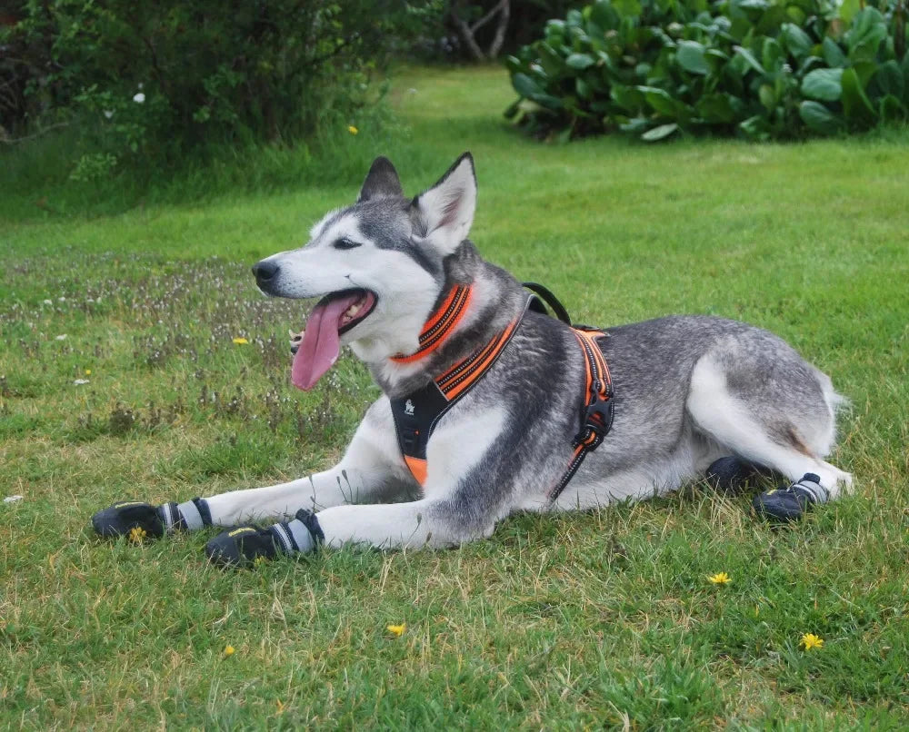 Harnais en nylon pour chien | Gilet d'aventure en plein air | Poignée intégrée